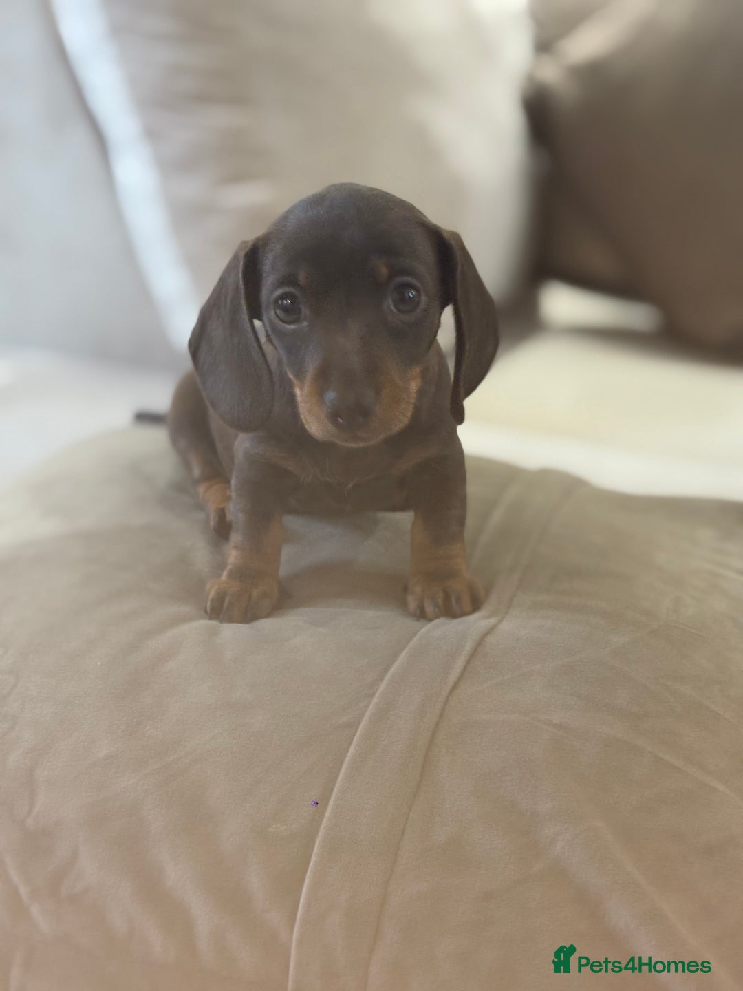 Dachshund dogs for sale: Mini daushands  - Image 3