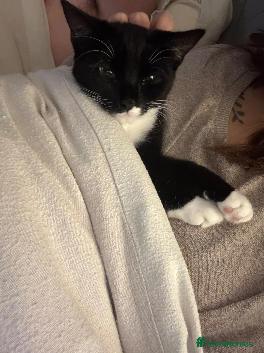 Mixed Breed cats for sale: Loving girl in need of a new home  - Advert 1