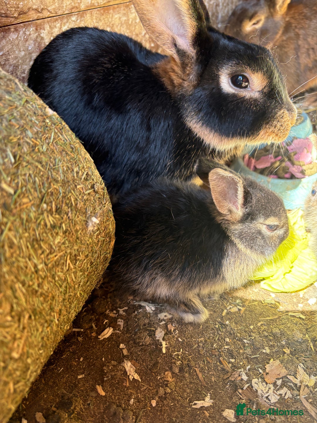 Rex rabbits for sale: Rex rabbits for sale - Image 4