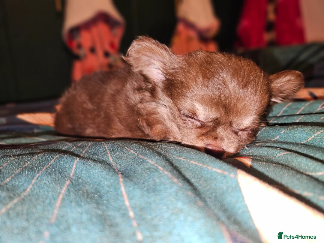 Chihuahua dogs for sale: Gorgeous Chocolate Tri Longcoat Chihuahua - Advert 1