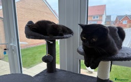 British Shorthair cats for sale: Full BSH kittens ready to leave now, 14 weeks old - Image 13