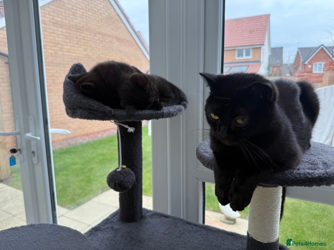 British Shorthair cats for sale: Full BSH kittens ready to leave now, 14 weeks old - Image 13