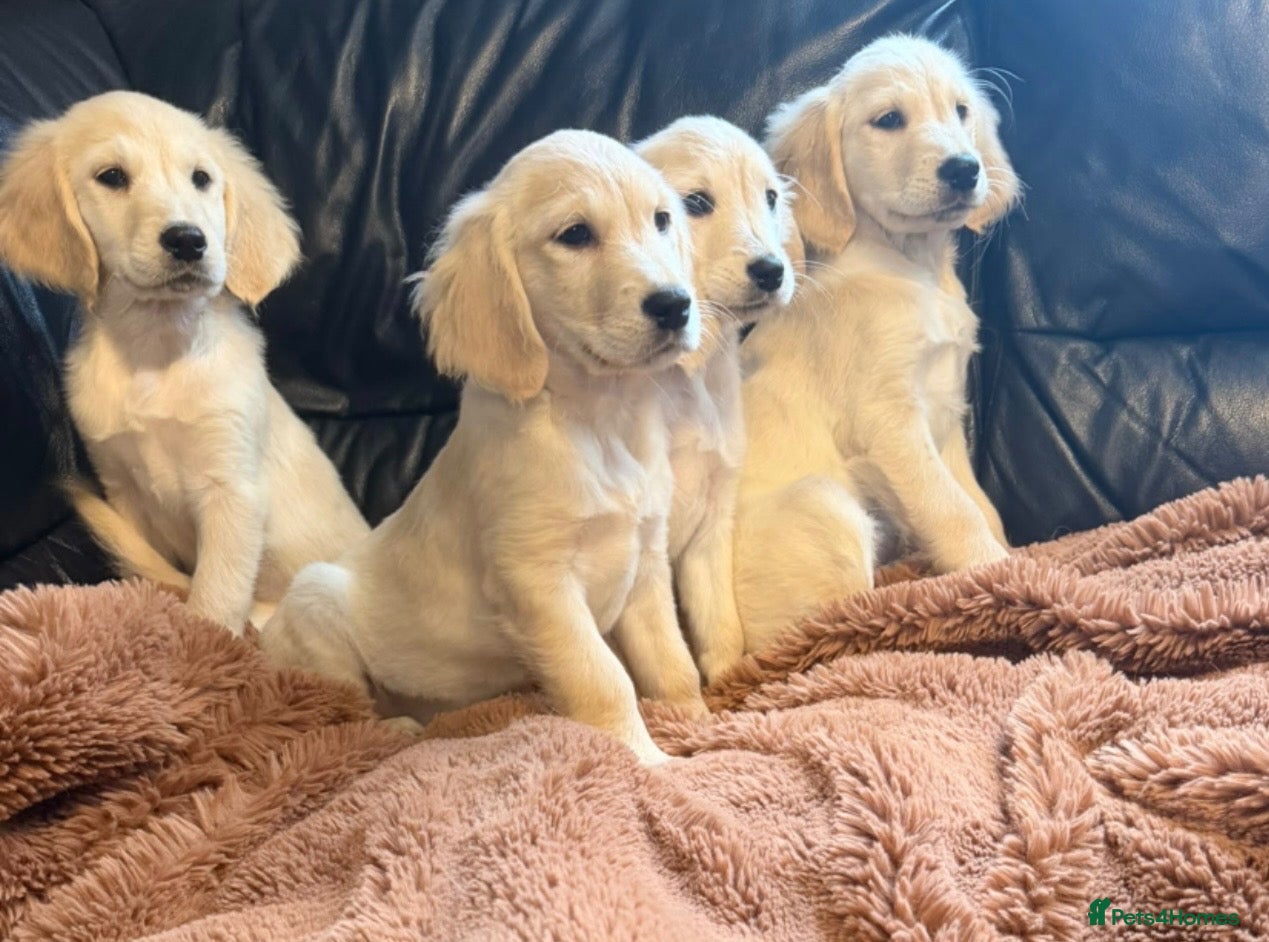 Golden Retriever dogs KC registered golden retriever puppies  - Advert 9