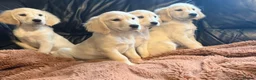 Golden Retriever dogs for sale: KC registered golden retriever puppies  - Advert 4