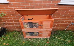 Netherland Dwarf rabbits for sale: Netherlands Dwarf and Double Hutch - Image 2