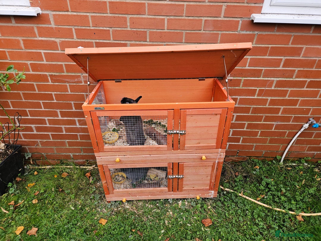 Netherland Dwarf rabbits for sale: Netherlands Dwarf and Double Hutch - Image 2