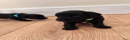 Jackapoo dogs for sale: Gorgeous Jackapoo puppies for sale  - Advert 9