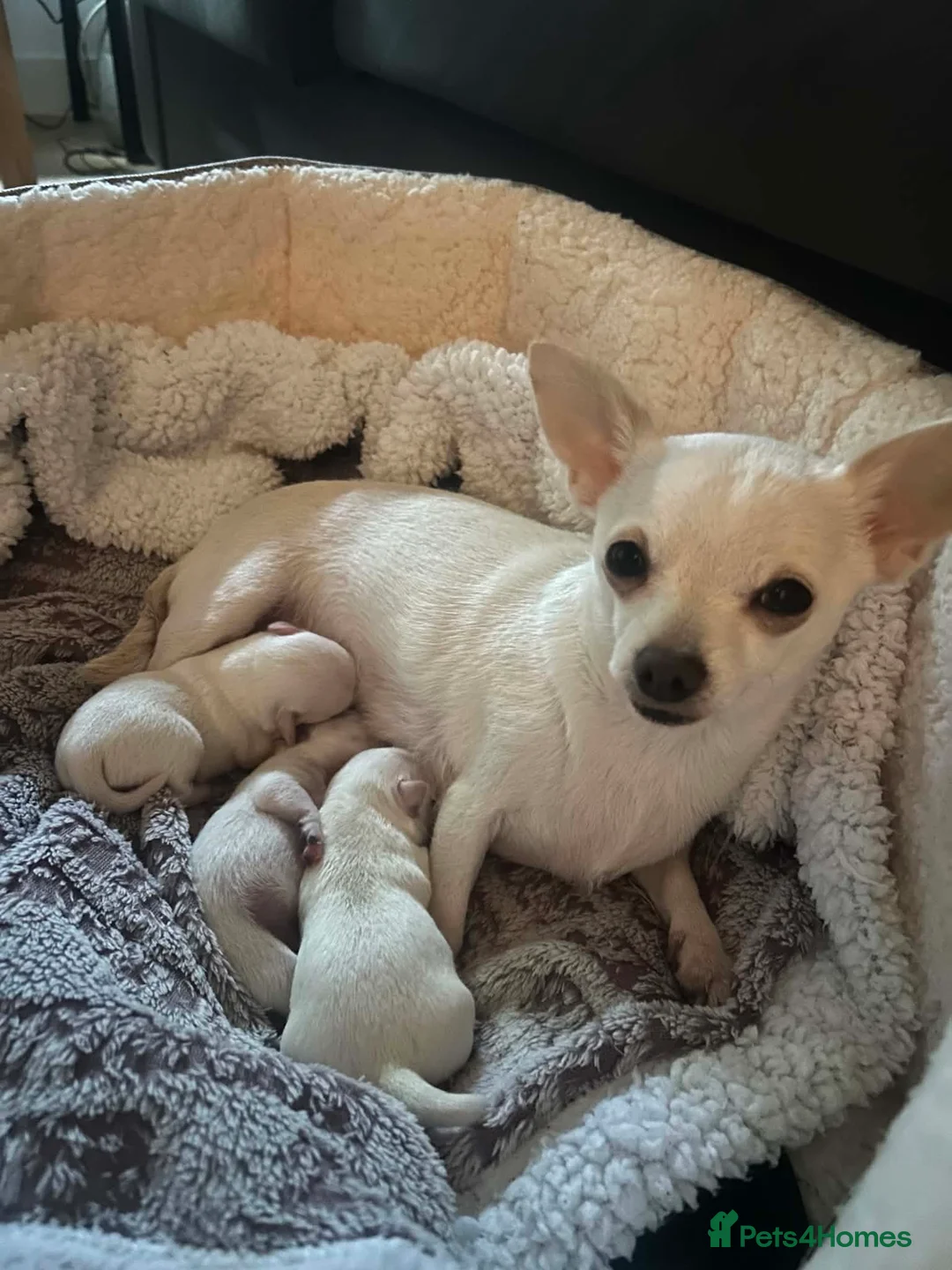 Chihuahua dogs for sale: Adorable Chihuahua Puppies Ready for Loving Homes - Advert 24