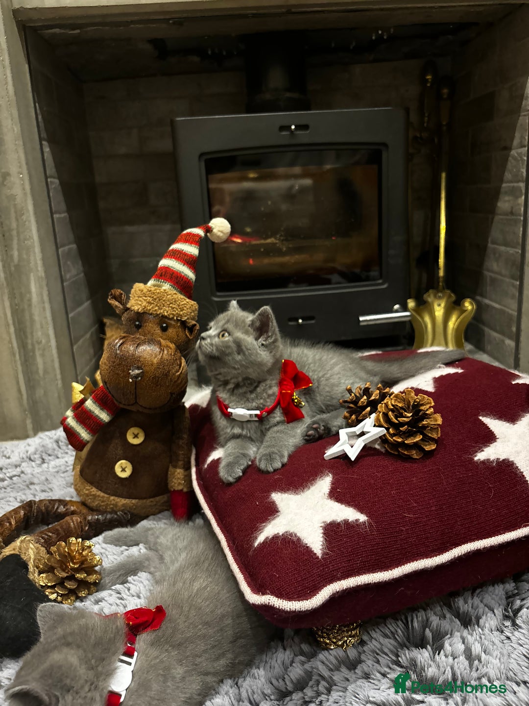 British Shorthair cats for sale: British Shorthair Kittens - Advert 7