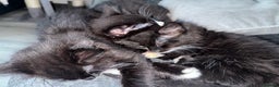 Mixed Breed cats for sale: 3 kittens for sale - Advert 3