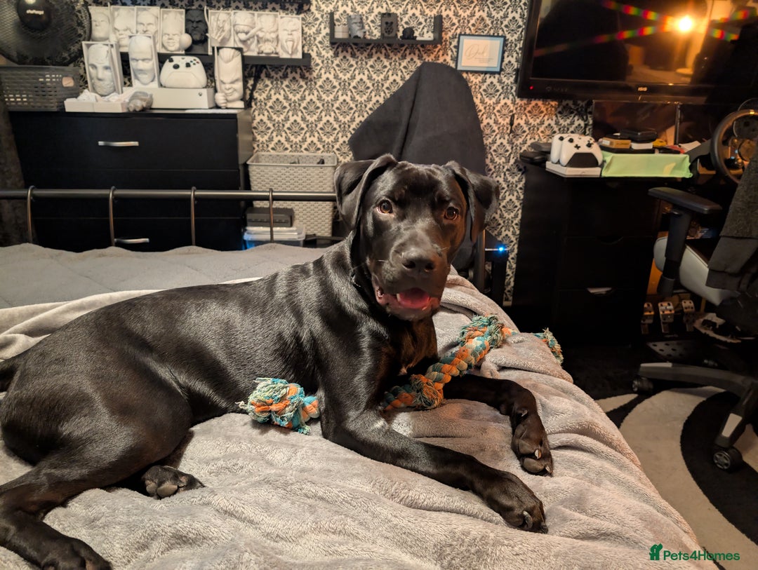 Mixed Breed dogs for sale: Rottweiler cross  - Advert 1