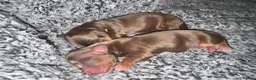 Miniature Dachshund dogs for sale: Miniature long hair dachshund Puppies  - Advert 11