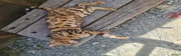 Bengal cats for sale: Super Affectionate & Playful.  Breed Quality  - Advert 5