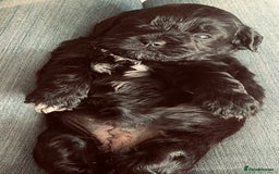Shihpoo dogs for sale: Shipoo Pups LAST 2 - Image 17