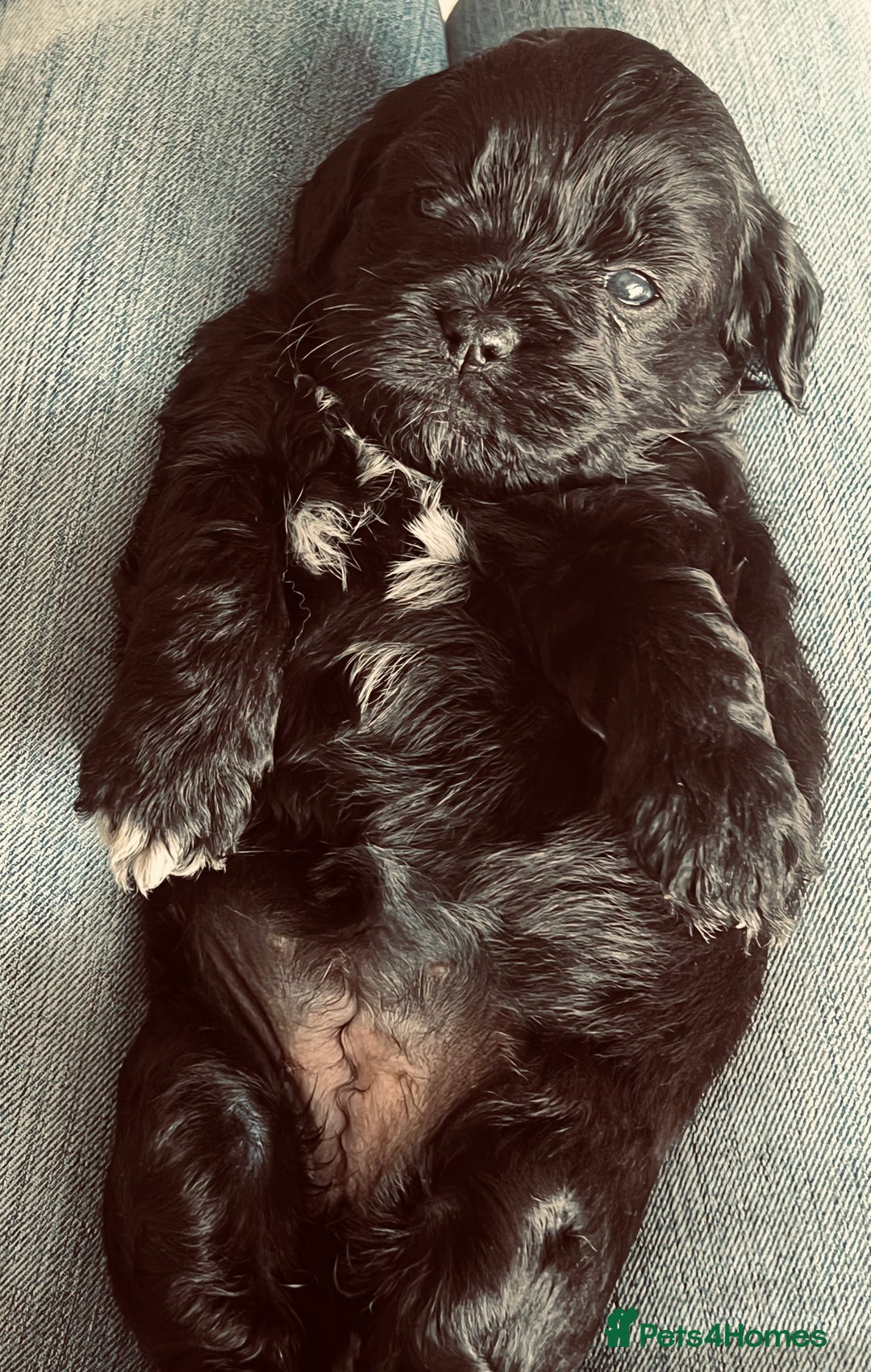 Shihpoo dogs for sale: Shipoo Pups LAST 2 - Image 17