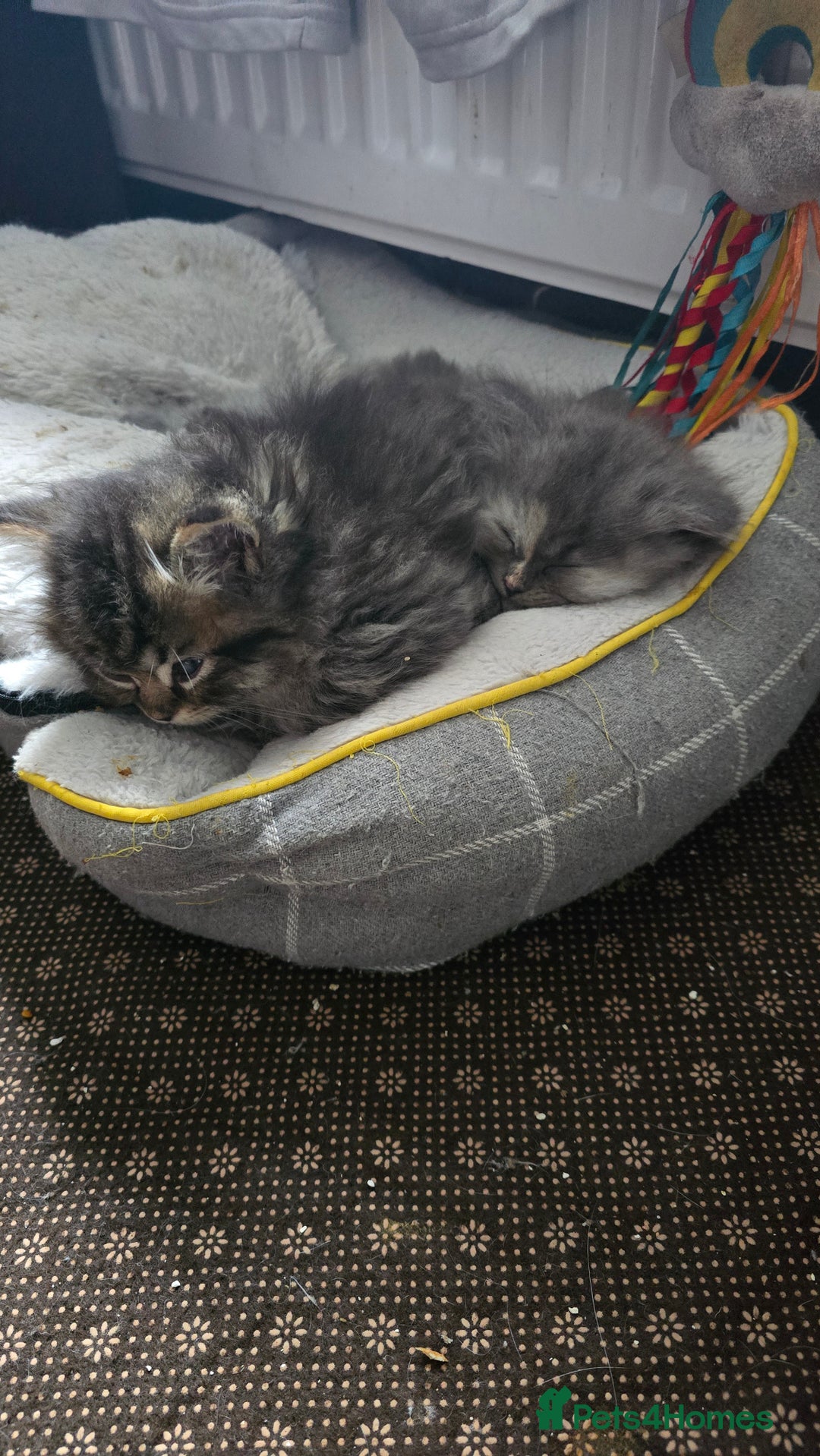 Ragdoll cats for sale: Ragdoll Kittens For Sale - Image 29