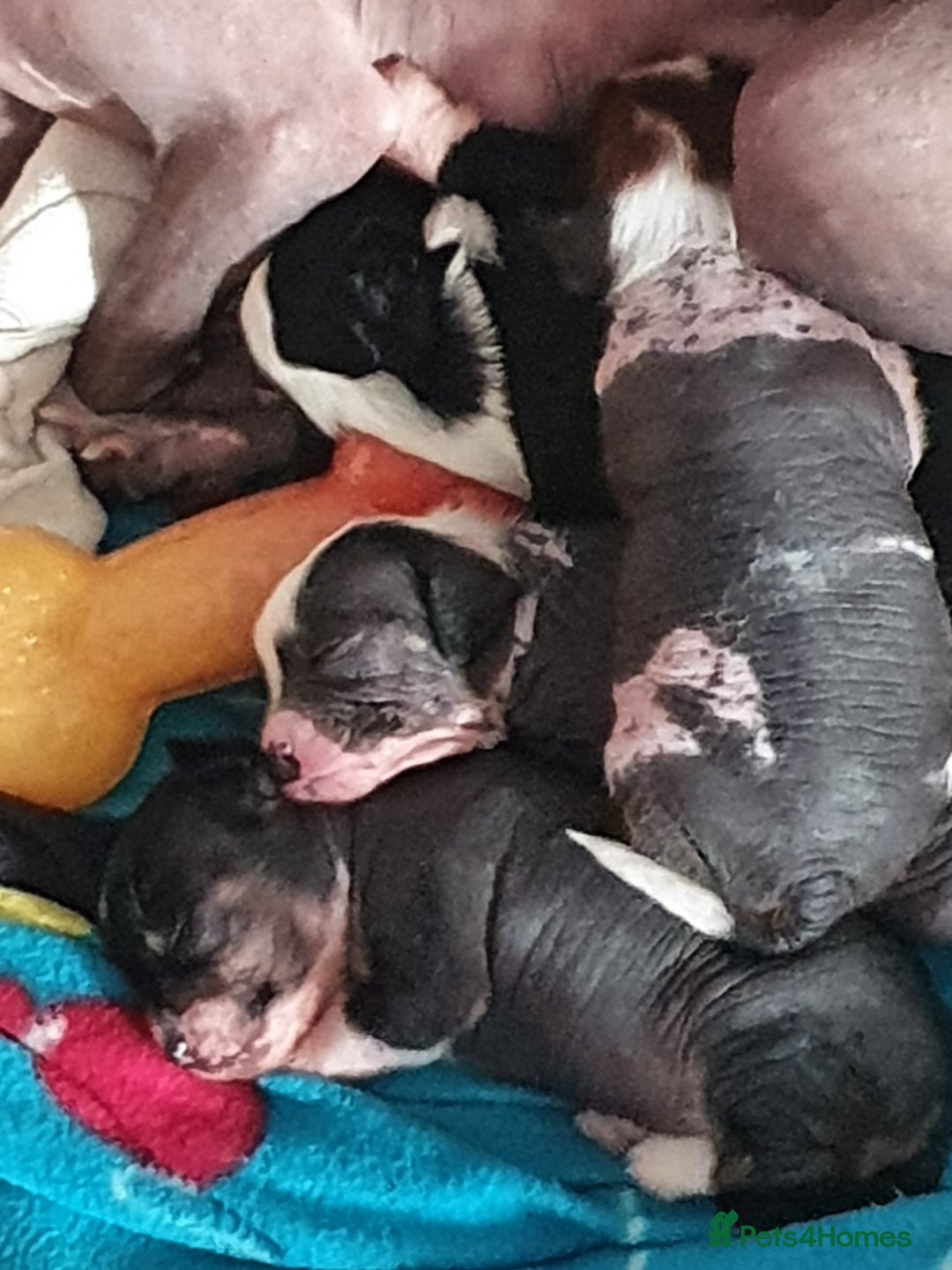 Chinese Crested dogs for stud: Mr stanley STUD ONLY KC REGISTERED  in Swindon - Image 19