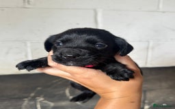 Springador dogs for sale: Beautiful springador puppies ready now - Image 6
