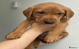 Labrador Retriever dogs for sale: Beautiful Labrador puppies for sale  - Image 3