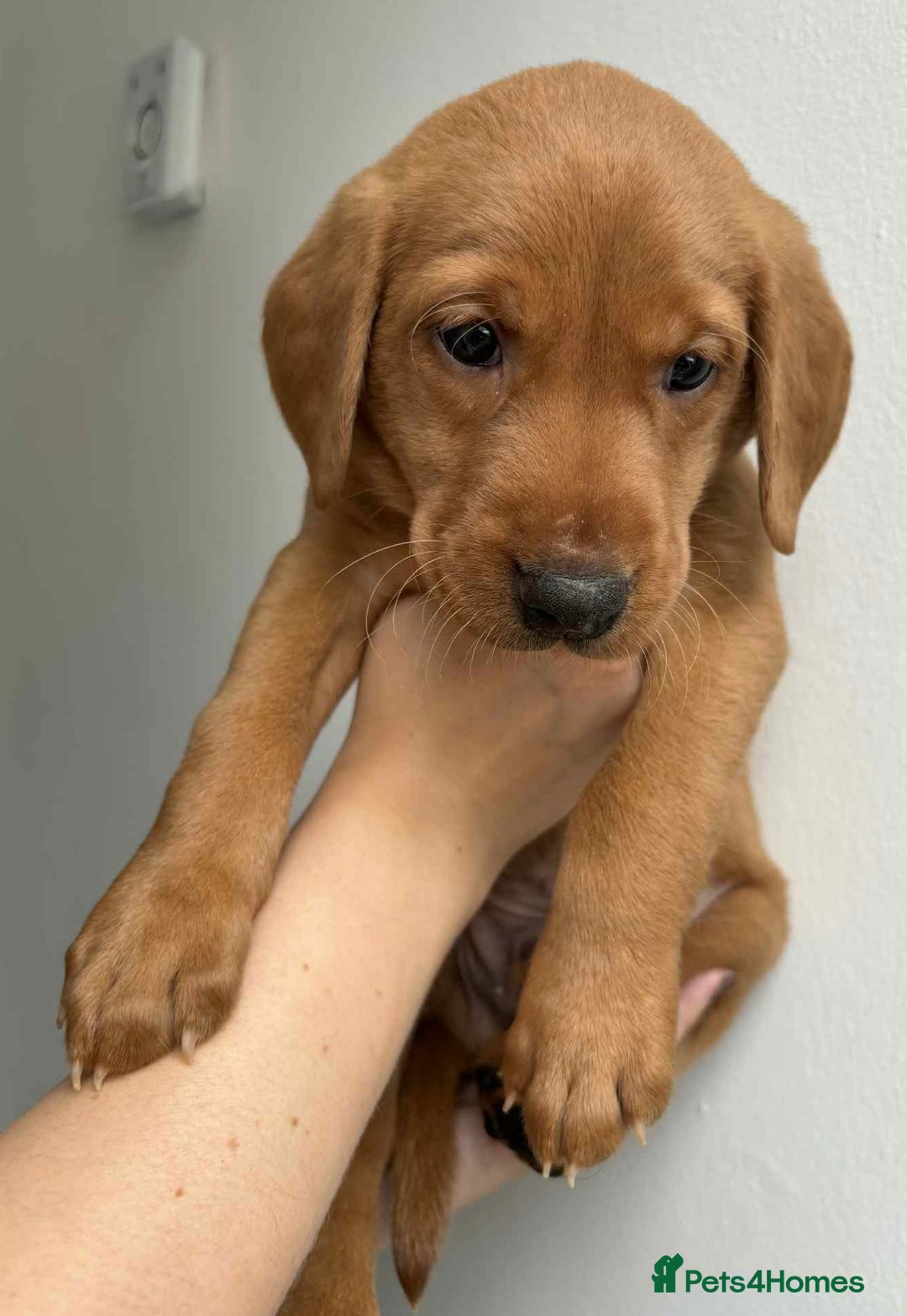 Labrador Retriever dogs for sale: Beautiful Labrador puppies for sale  - Image 3