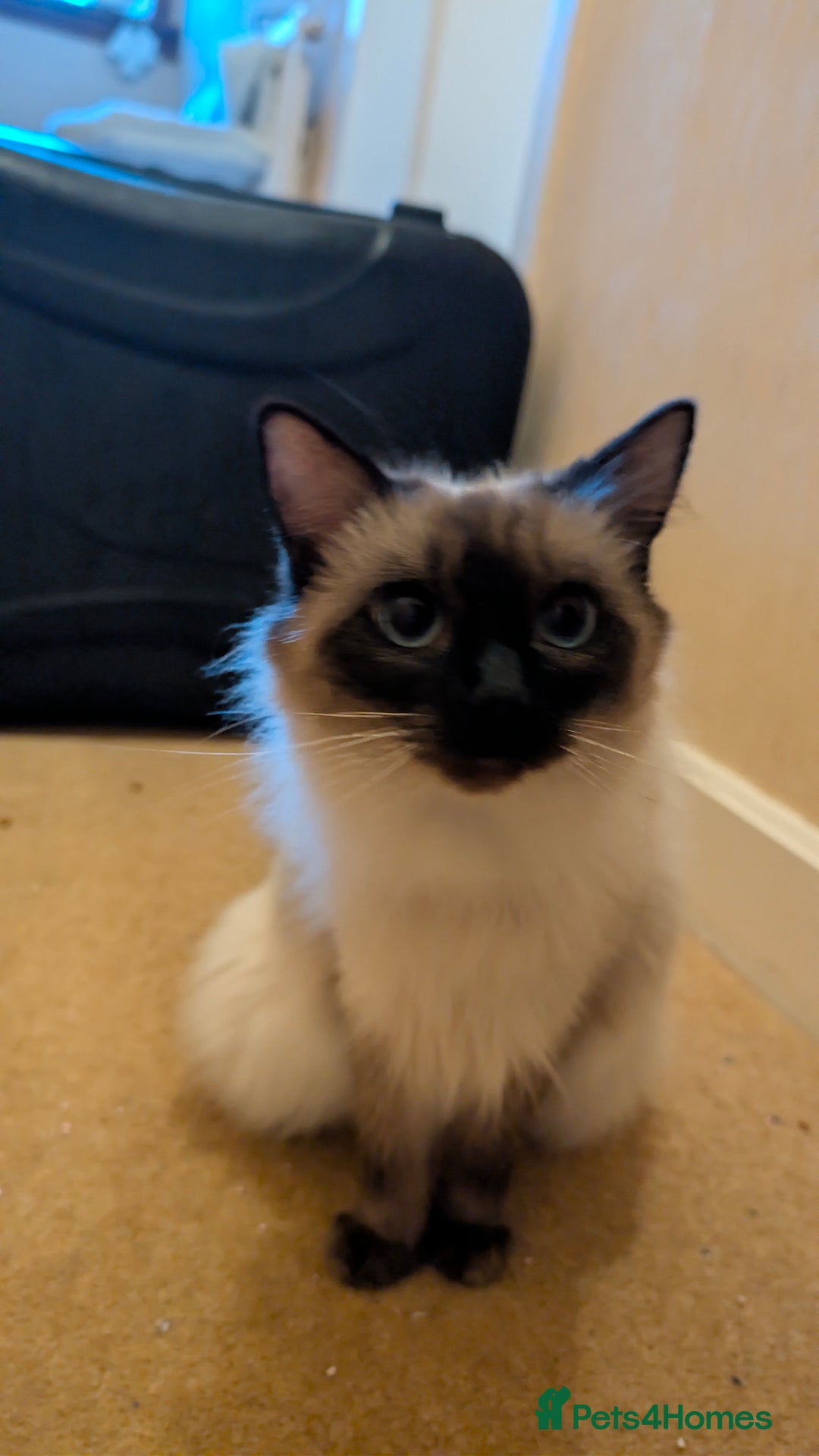 Ragdoll cats for sale: Beautiful Playful Ragdoll Kittens - Advert 12