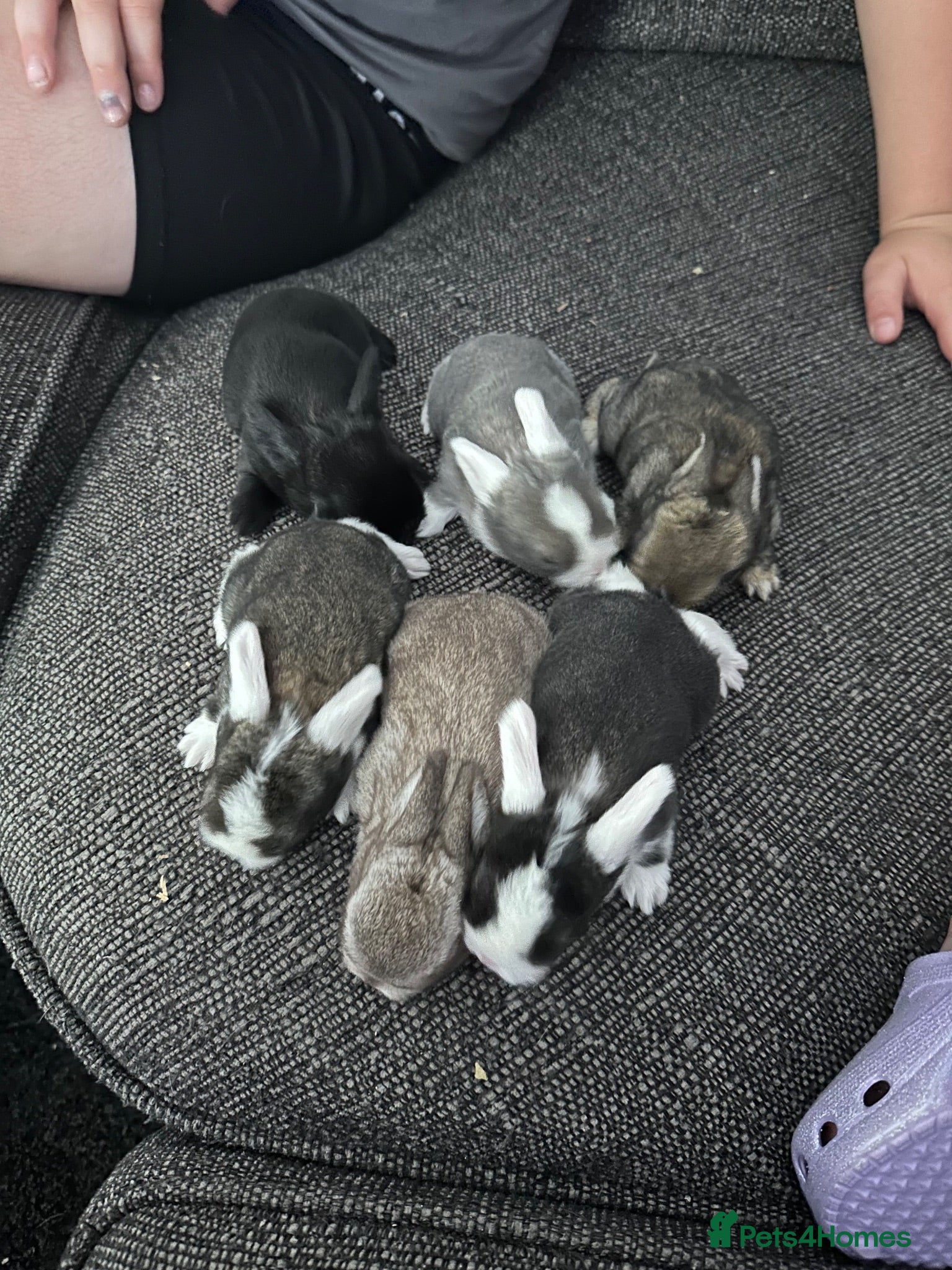 Mini Lop rabbits Baby mini lops - Advert 1