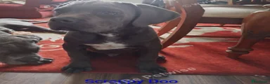 Cane Corso 4