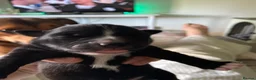 Mixed Breed dogs for sale: Mixed breed puppy’s  - Advert 14