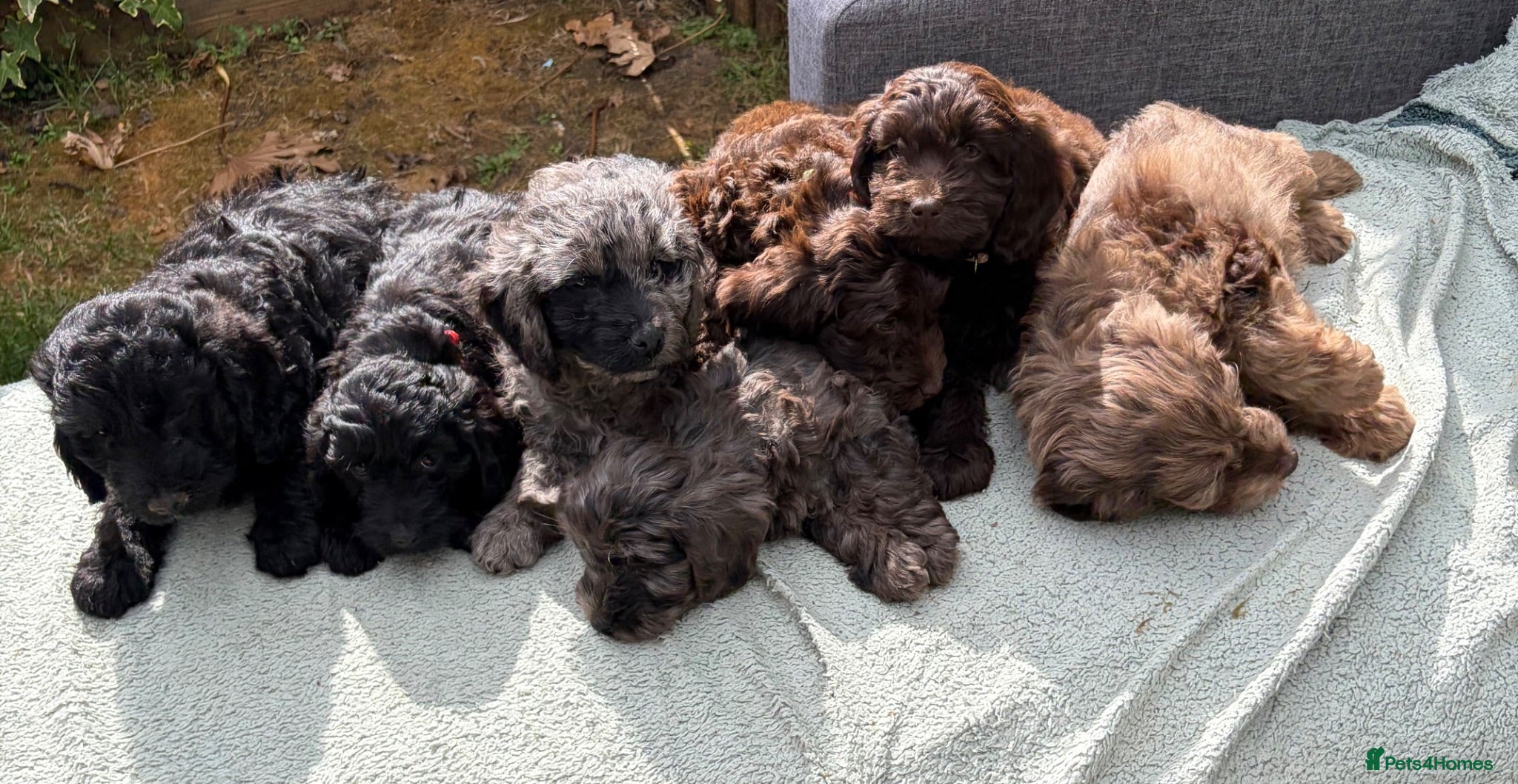 Cockapoo dogs the cutest F1 cockapoos in kent  - Advert 1
