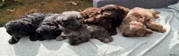 Cockapoo dogs for sale: the cutest F1 cockapoos in kent  - Advert 1