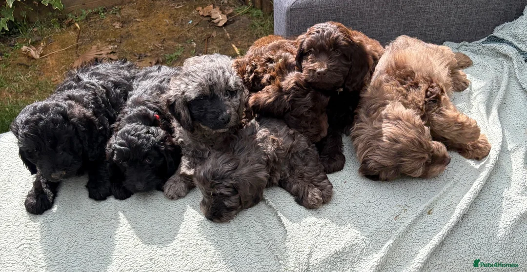 Cockapoo dogs for sale: the cutest F1 cockapoos in kent  - Advert 1