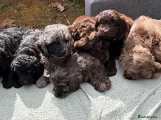 Cockapoo dogs the cutest F1 cockapoos in kent - Advert 2