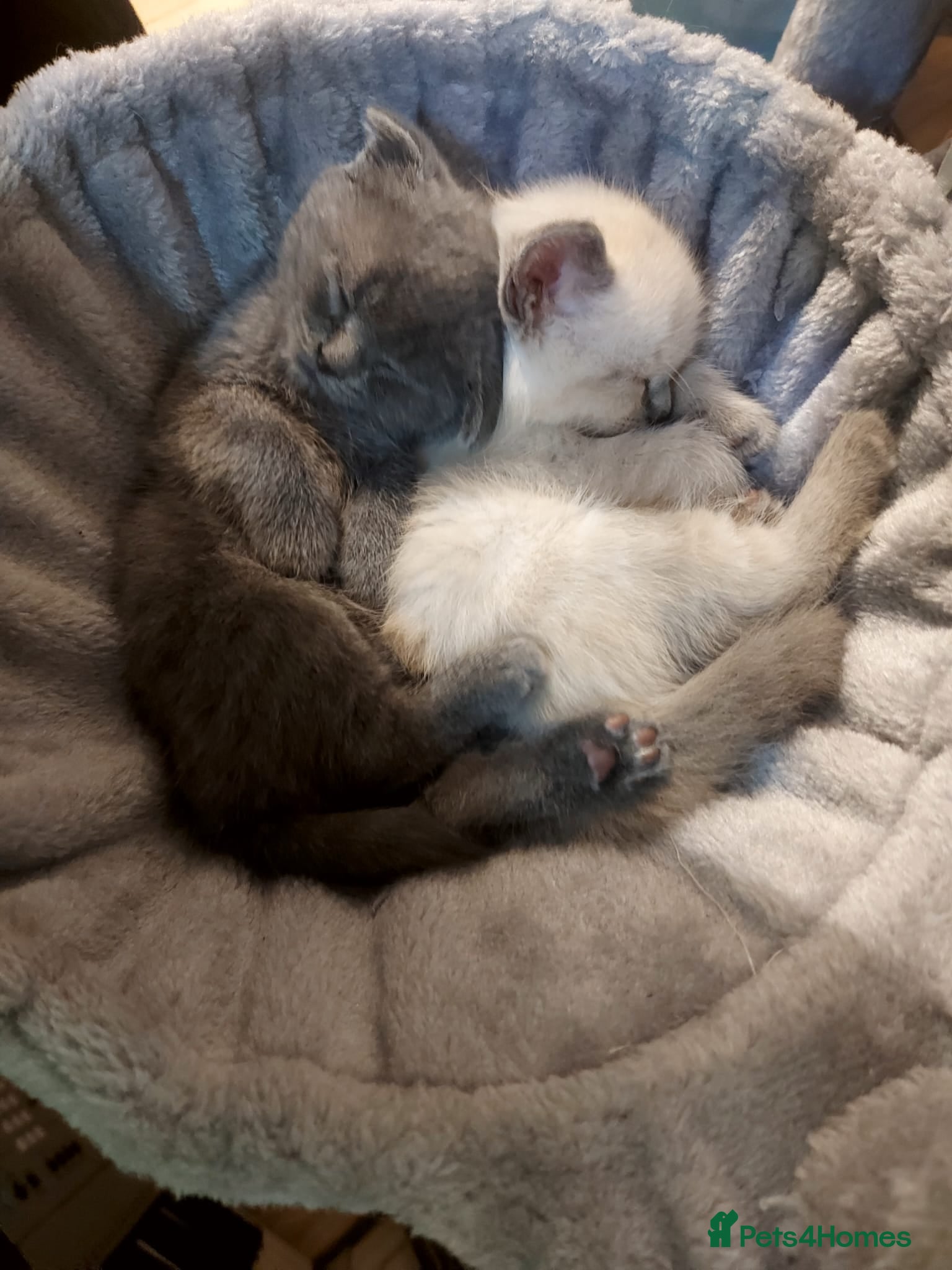 Scottish Fold cats Beautiful scotish fold kittens  😸  - Advert 7