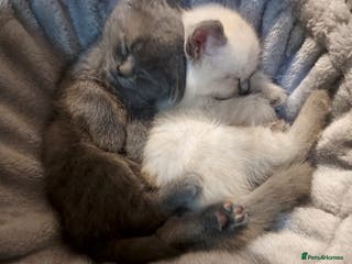 Scottish Fold cats Beautiful scotish fold kittens 😸 - Advert 6