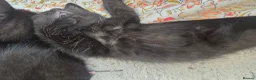 Mixed Breed cats for sale: Ready in a week in Romney Marsh - Advert 3