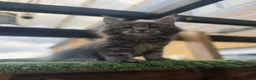 Maine Coon cats for sale: Blue smoke kittens from champion blood line - Advert 27