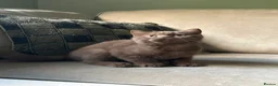 British Shorthair cats for sale:  Last 2 GCCF REG BOYS  - Advert 10