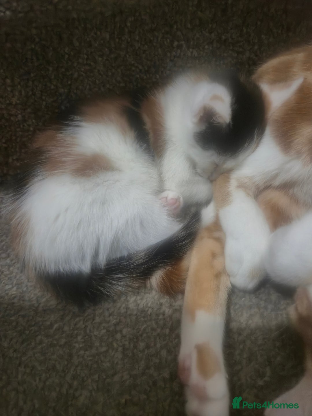 British Shorthair cats for sale: Kitten for sale ( its actually free...) - Advert 9