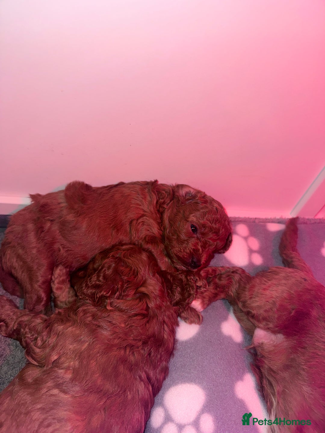 Cavapoo dogs for sale: F1b Cavapoo extensively health tested mum&dad  - Advert 8