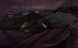 British Shorthair cats for sale: Black British Shorthair kittens - Image 6