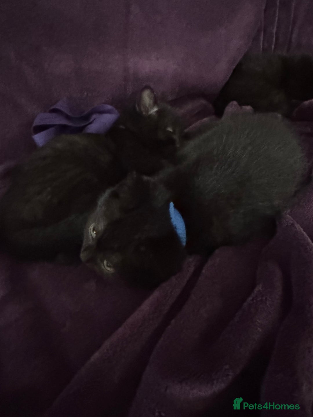 British Shorthair cats for sale: Black British Shorthair kittens - Image 6