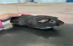Guinea Pig rodents for sale: chocolate and tan otter coloured guinea pig boars - Image 9