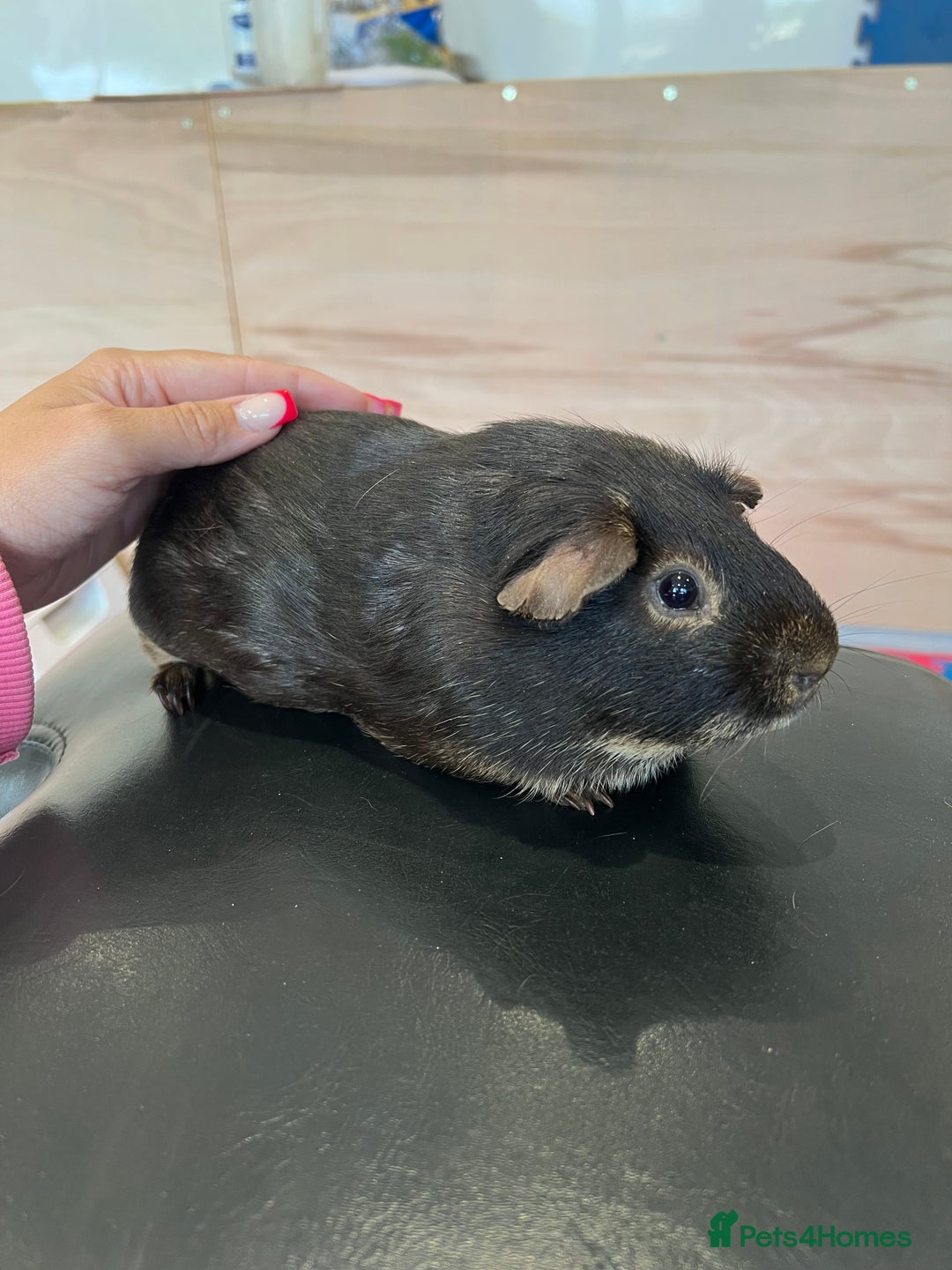 Guinea Pig rodents for sale: chocolate and tan otter coloured guinea pig boars - Image 9