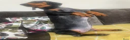 Dachshund dogs for adoption: Bella seeks forever home  - Advert 2