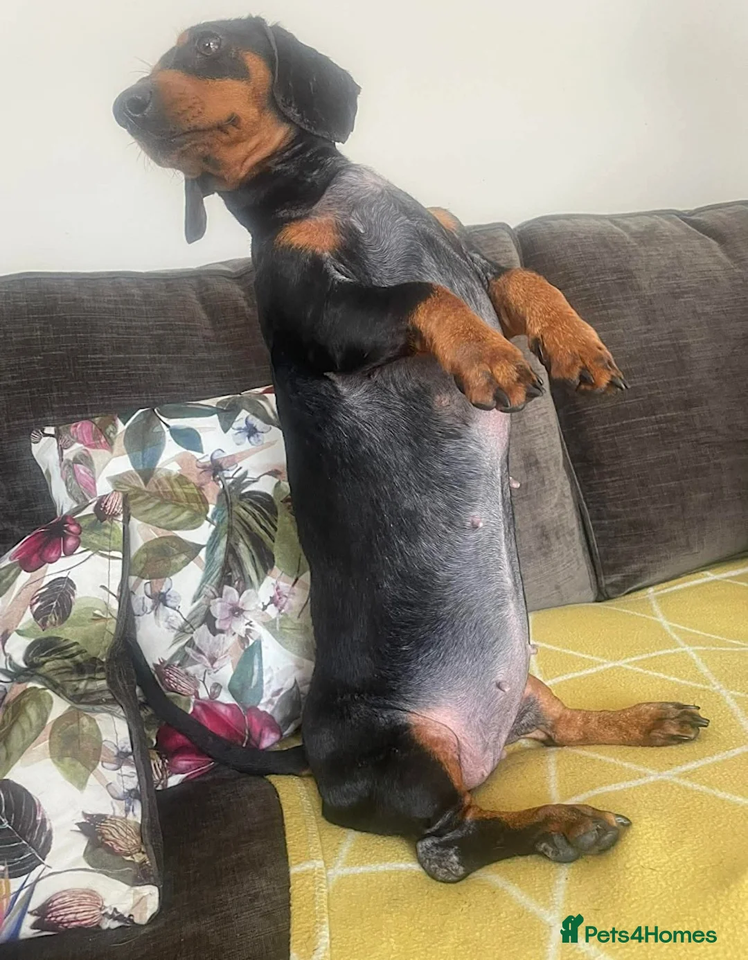 Dachshund dogs for adoption: Bella seeks forever home  - Advert 2