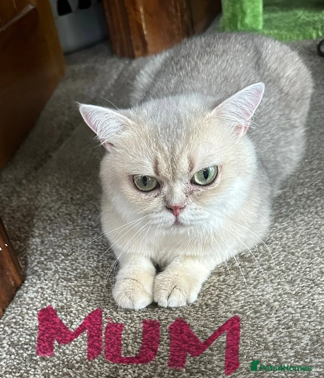 British Shorthair cats for sale: Stunning furr baby 😻 - Advert 2