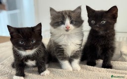 Ragdoll cats for sale: RAGDOLL MIX KITTENS FOR SALE - Image 1