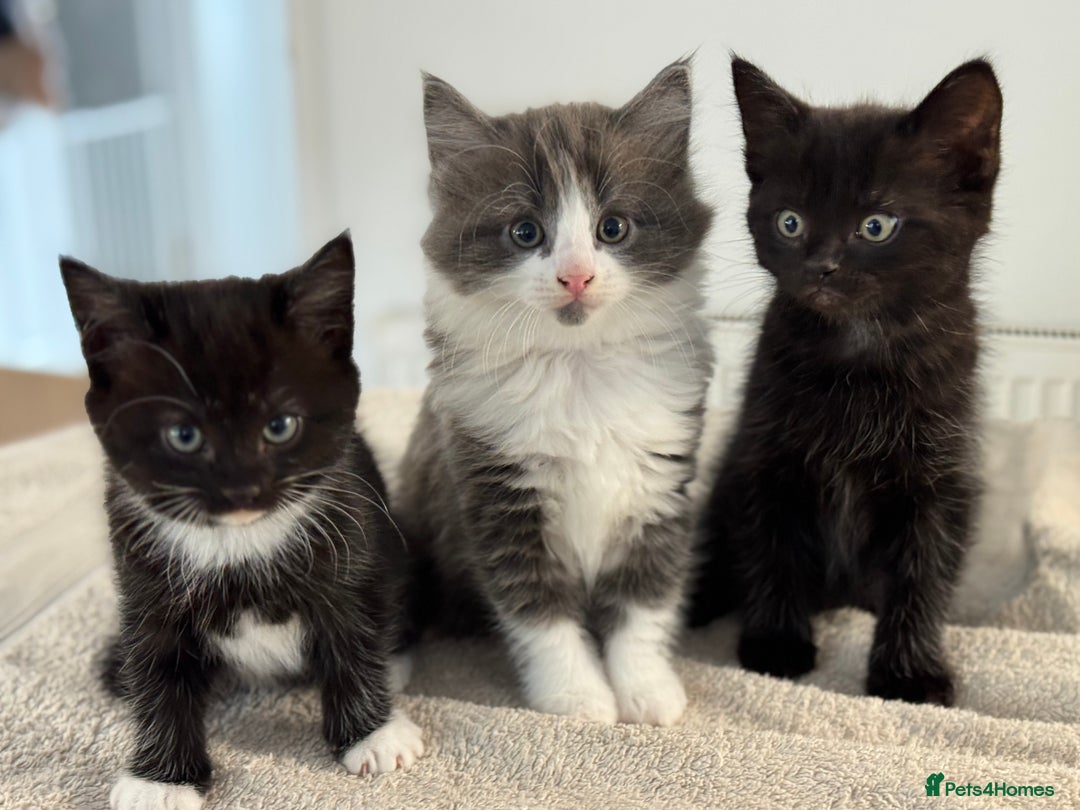 Ragdoll cats for sale: RAGDOLL MIX KITTENS FOR SALE - Image 1