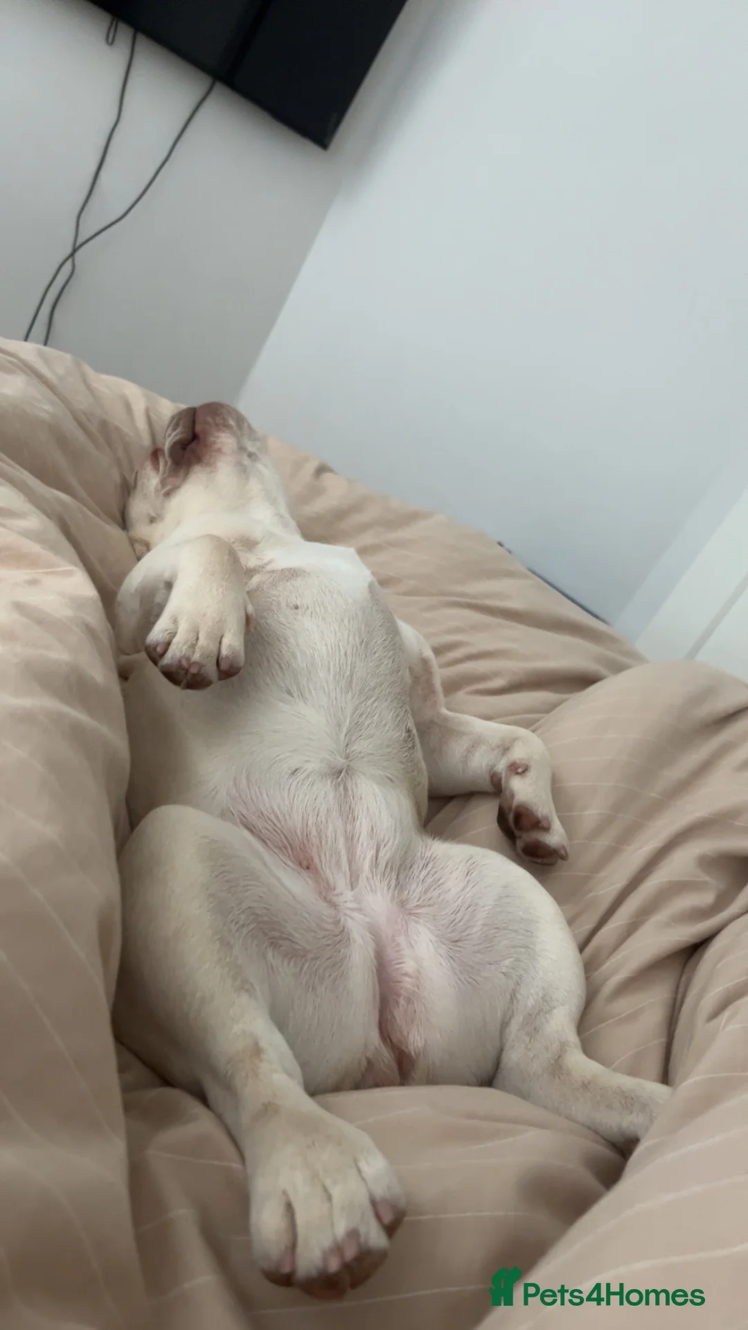 French Bulldog dogs for sale: Fresh bulldog - Advert 2