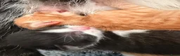Mixed Breed cats for sale: 6 Kittens - Advert 2